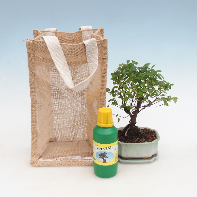 Bonsaï de chambre dans un sac cadeau - JUTA Sageretia thea