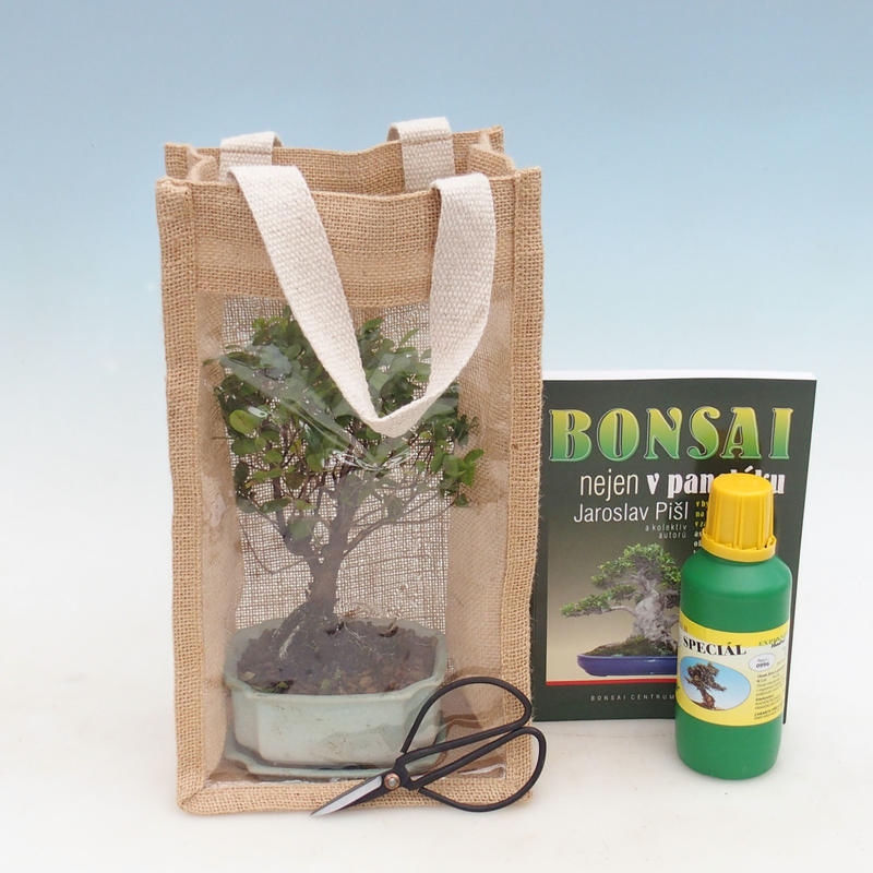 Bonsaï de chambre dans un sac cadeau - JUTA