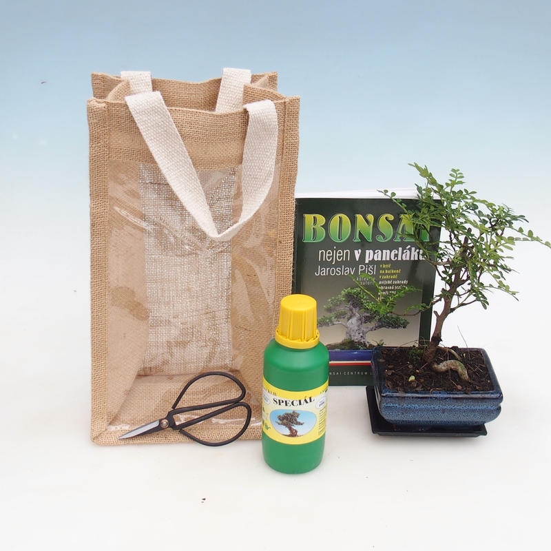 Bonsaï de chambre dans un sac cadeau - JUTA