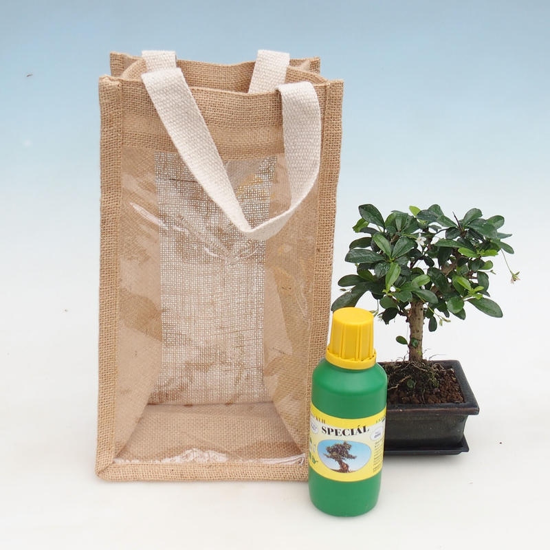 Bonsaï de chambre dans un sac cadeau - JUTA Carmona-tea fuki