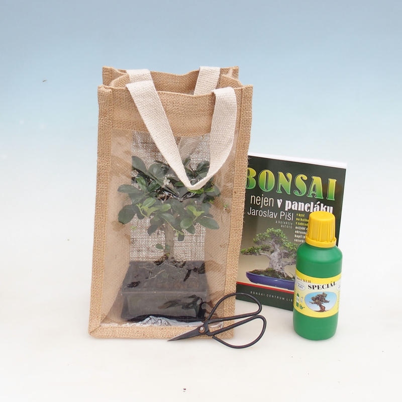 Bonsaï de chambre dans un sac cadeau - JUTA