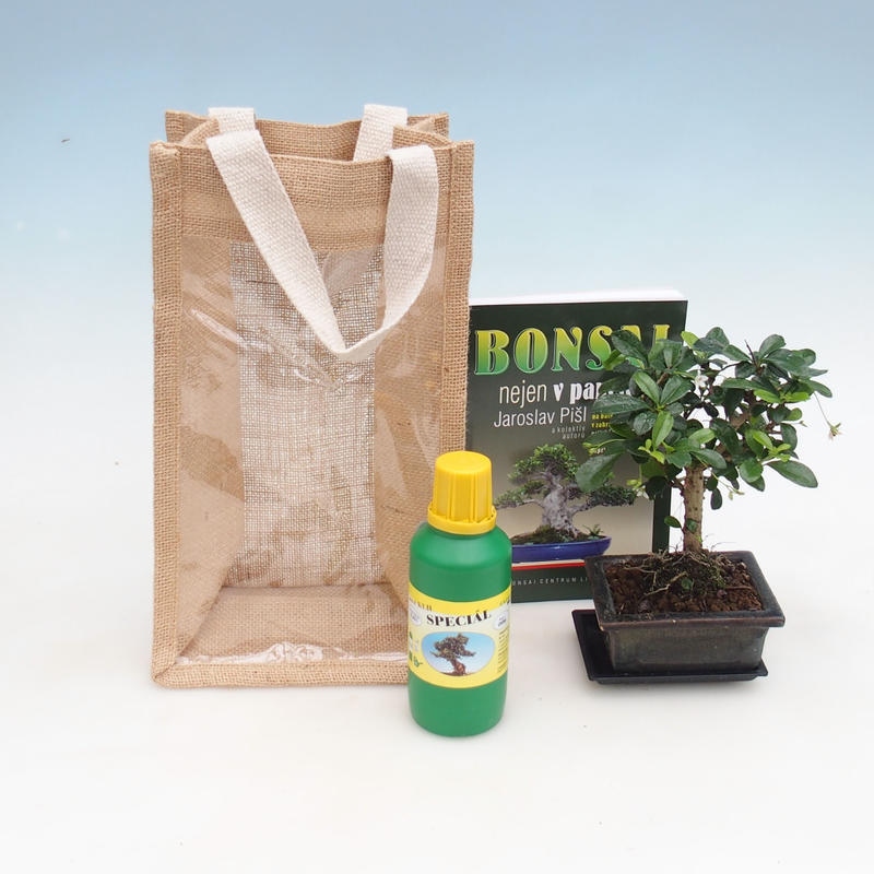 Bonsaï de chambre dans un sac cadeau - JUTA