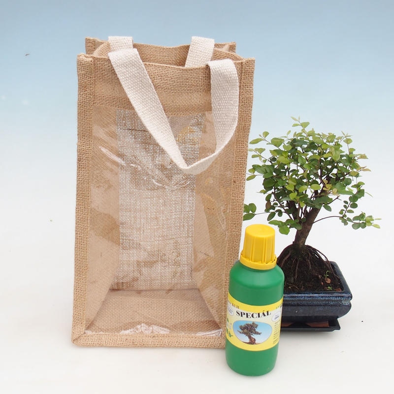 Bonsaï de chambre dans un sac cadeau - JUTA