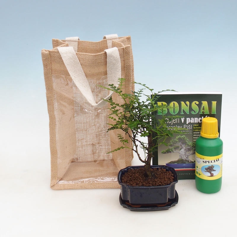 Bonsaï de chambre dans un sac cadeau - JUTA
