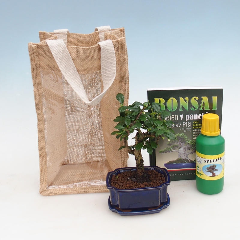 Bonsaï de chambre dans un sac cadeau - JUTA Carmona-tea fuki