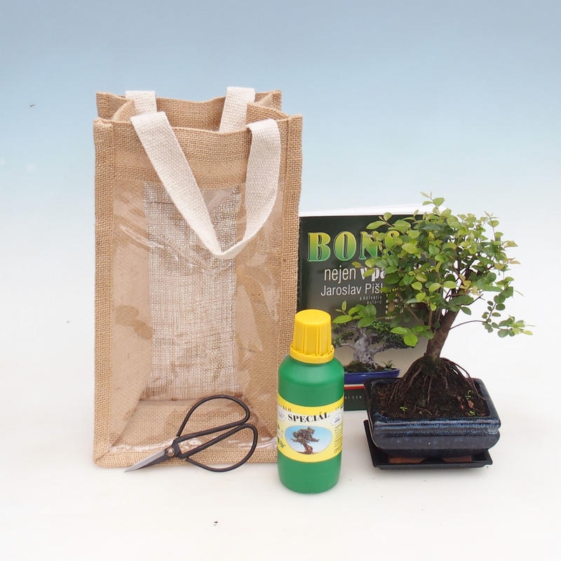 Bonsaï de chambre dans un sac cadeau - JUTA Sageretia thea