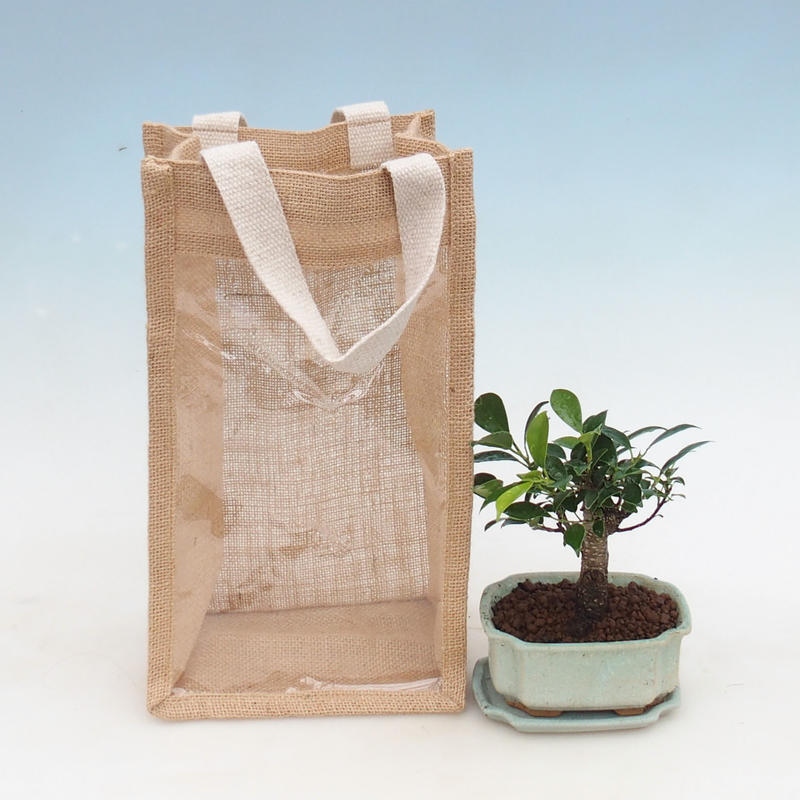 Bonsaï de chambre dans un sac cadeau - JUTA Ficus retusa