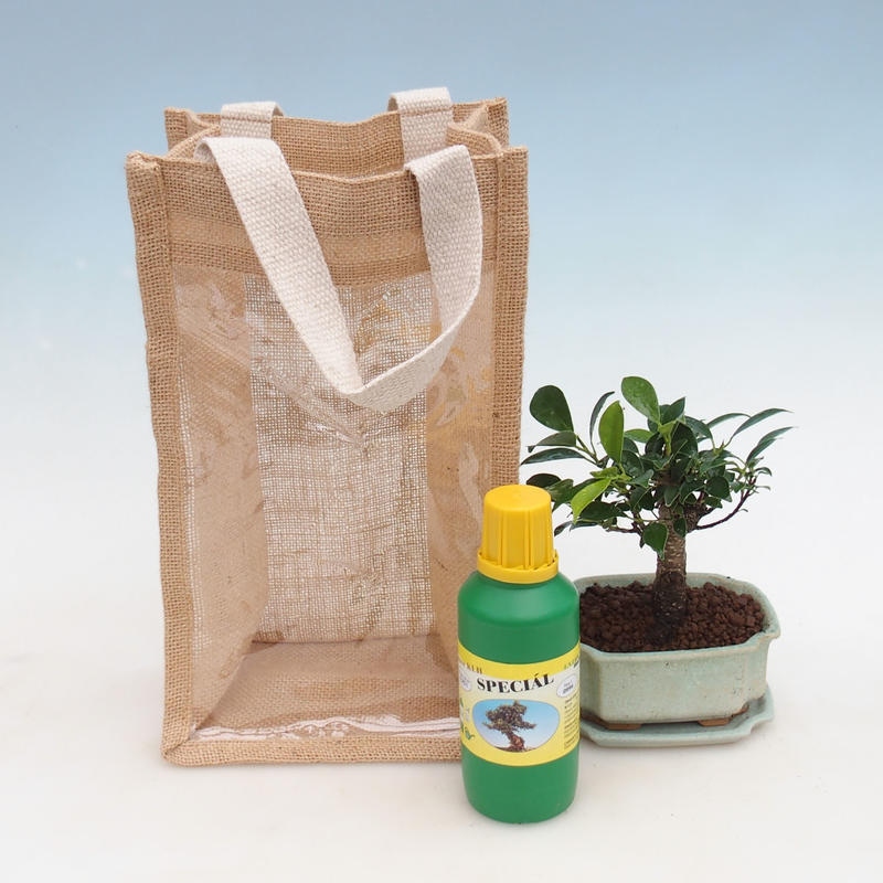 Bonsaï de chambre dans un sac cadeau - JUTA Ficus retusa