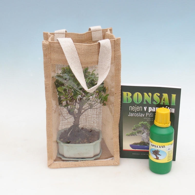 Bonsaï de chambre dans un sac cadeau - JUTA