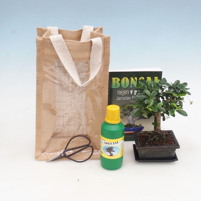 Bonsaï d'intérieur dans un sac cadeau - JUTA Carmona - thé fuki