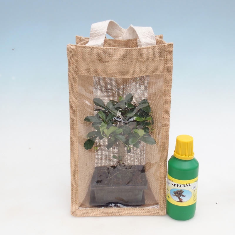 Bonsaï de chambre dans un sac cadeau - JUTA