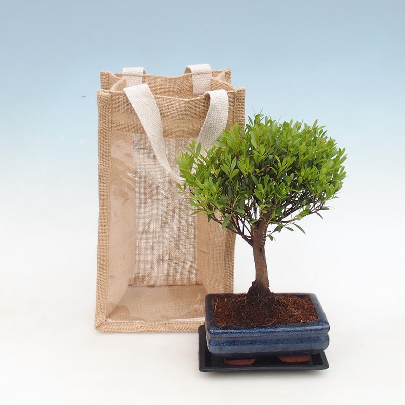 Bonsaï de chambre dans un sac cadeau - JUTA