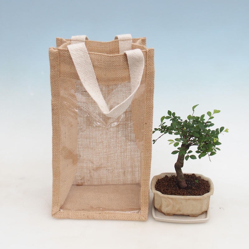 Bonsaï de chambre dans un sac cadeau - JUTA Ulmus parvifolia-Orme de chambre
