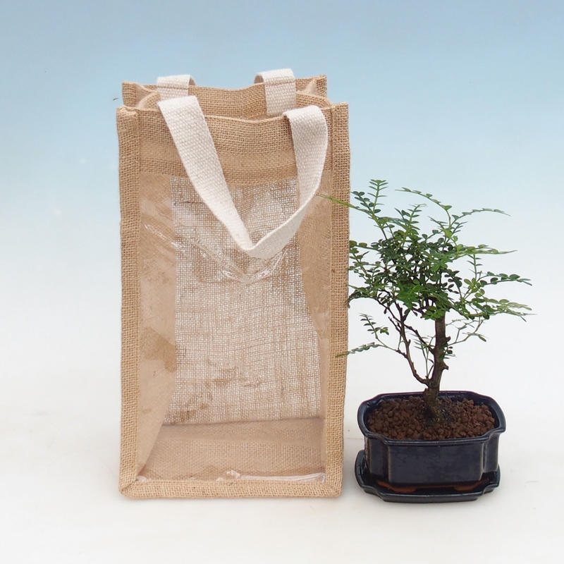 Bonsaï d'intérieur dans un sac cadeau - JUTA Zantoxylum piperitum - Poivrier 