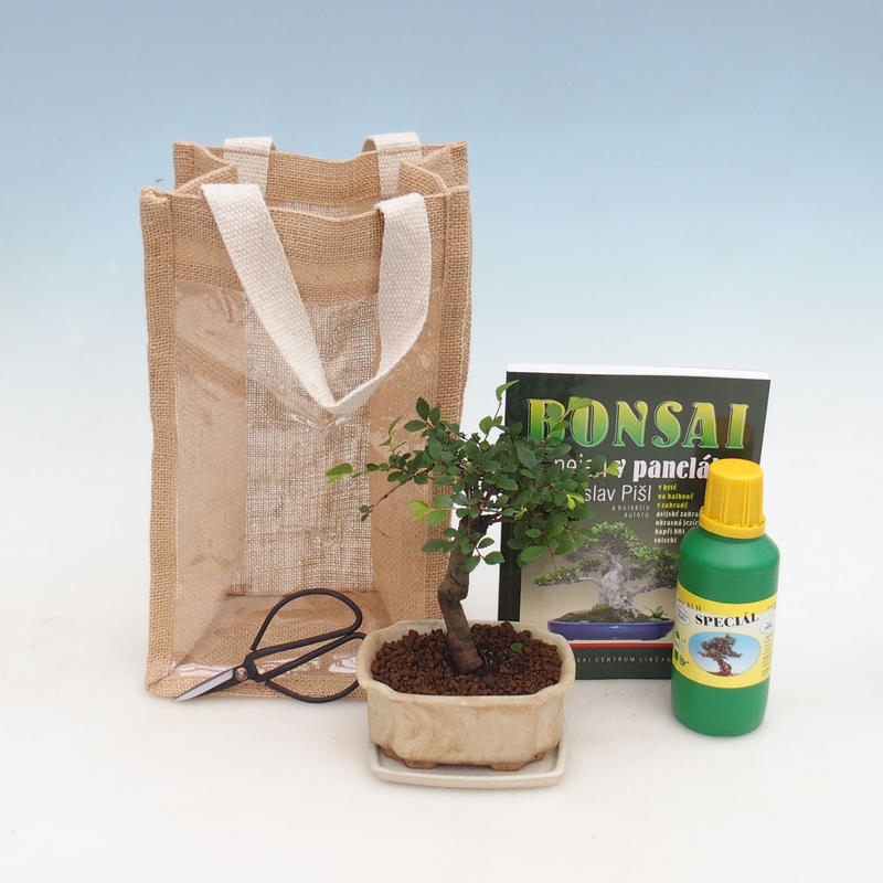 Bonsaï de chambre dans un sac cadeau - JUTA Ulmus parvifolia-Orme de chambre