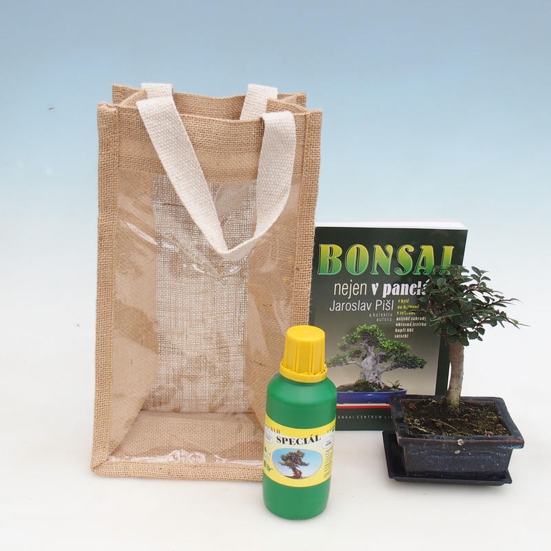 Bonsaï de chambre dans un sac cadeau - JUTA Ulmus parvifolia-Orme de chambre