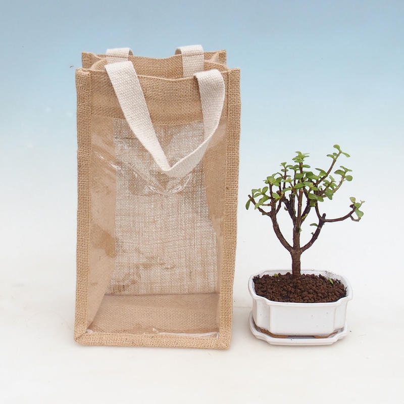 Bonsaï d'intérieur dans un sac cadeau - JUTA Portulacaria Afra - Crassula