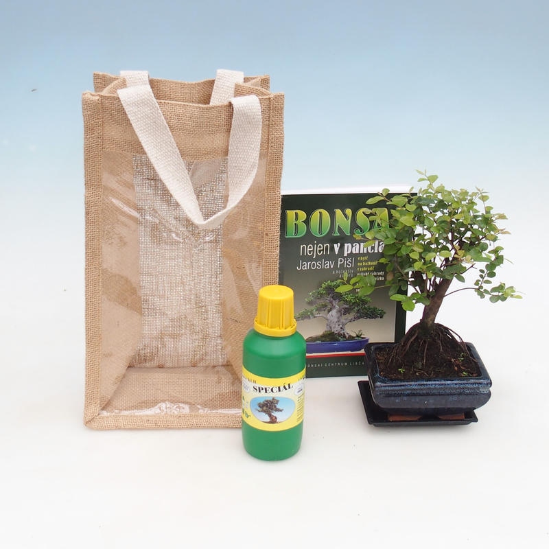 Bonsaï de chambre dans un sac cadeau - JUTA Sageretia thea
