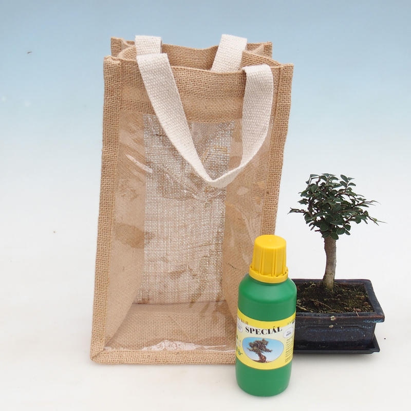 Bonsaï de chambre dans un sac cadeau - JUTA Ulmus parvifolia-Orme de chambre