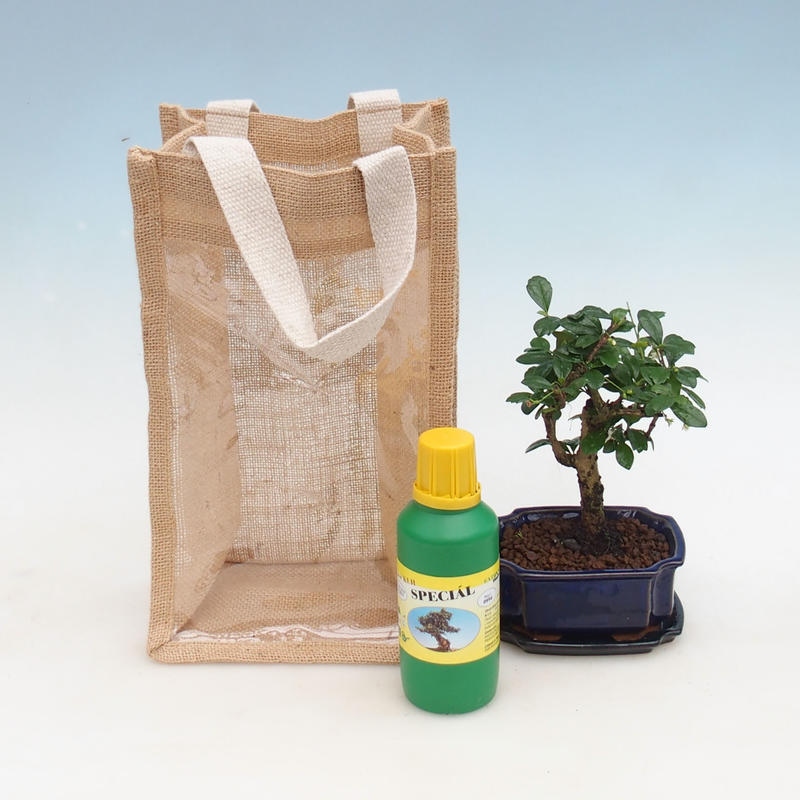 Bonsaï de chambre dans un sac cadeau - JUTA Carmona-tea fuki