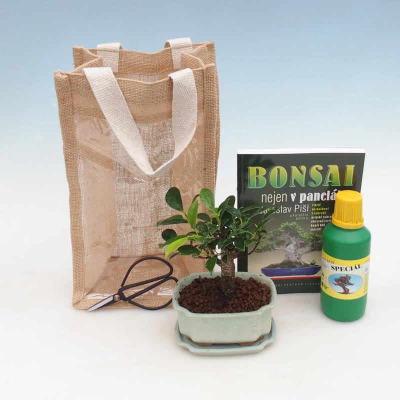 Bonsaï de chambre dans un sac cadeau - JUTA