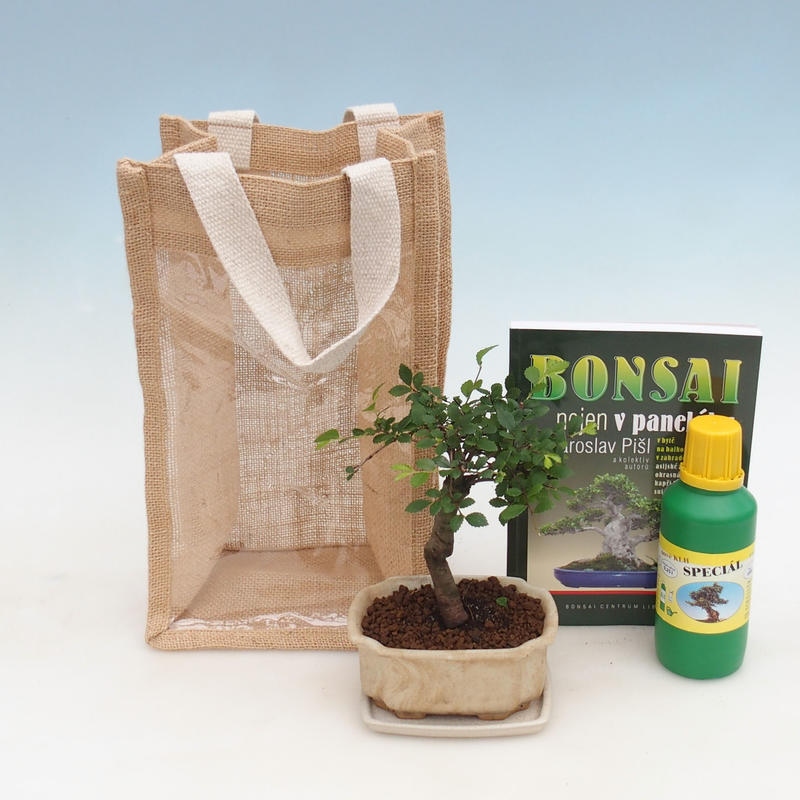 Bonsaï de chambre dans un sac cadeau - JUTA Ulmus parvifolia-Orme de chambre