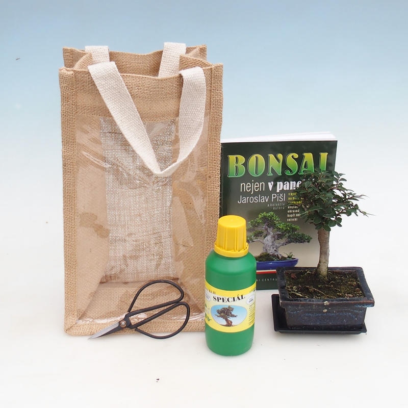 Bonsaï de chambre dans un sac cadeau - JUTA Ulmus parvifolia-Orme de chambre