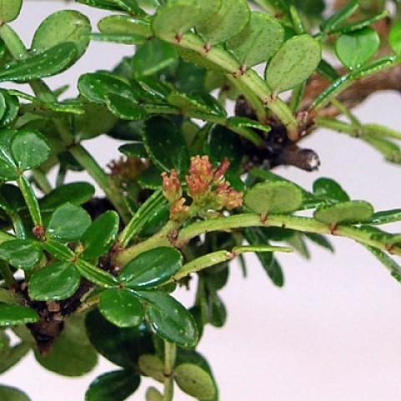 Salle bonsaï - Zantoxylum piperitum - arbre à poivre