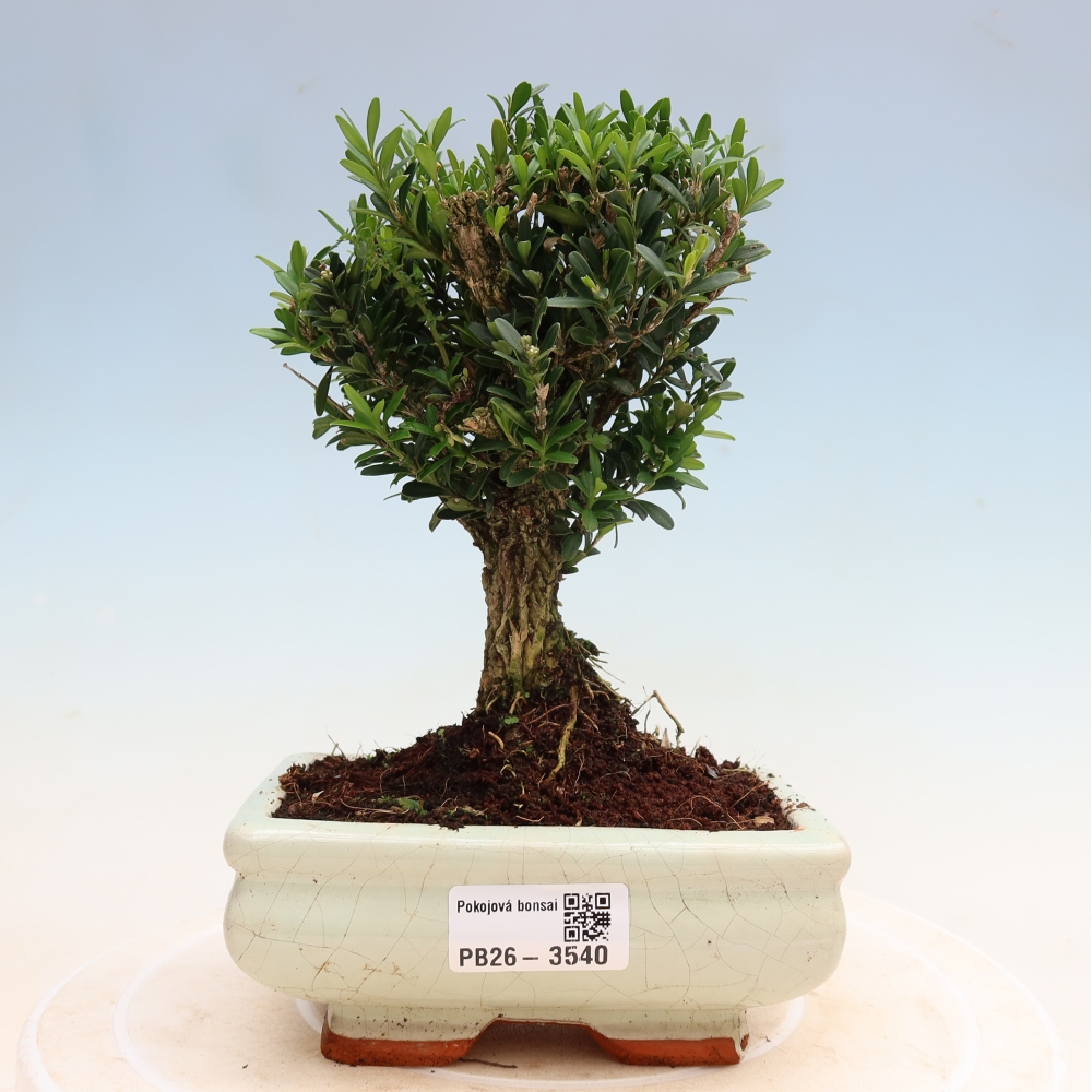 Bonsaï de chambre - Buxus harlandii - buxus liège