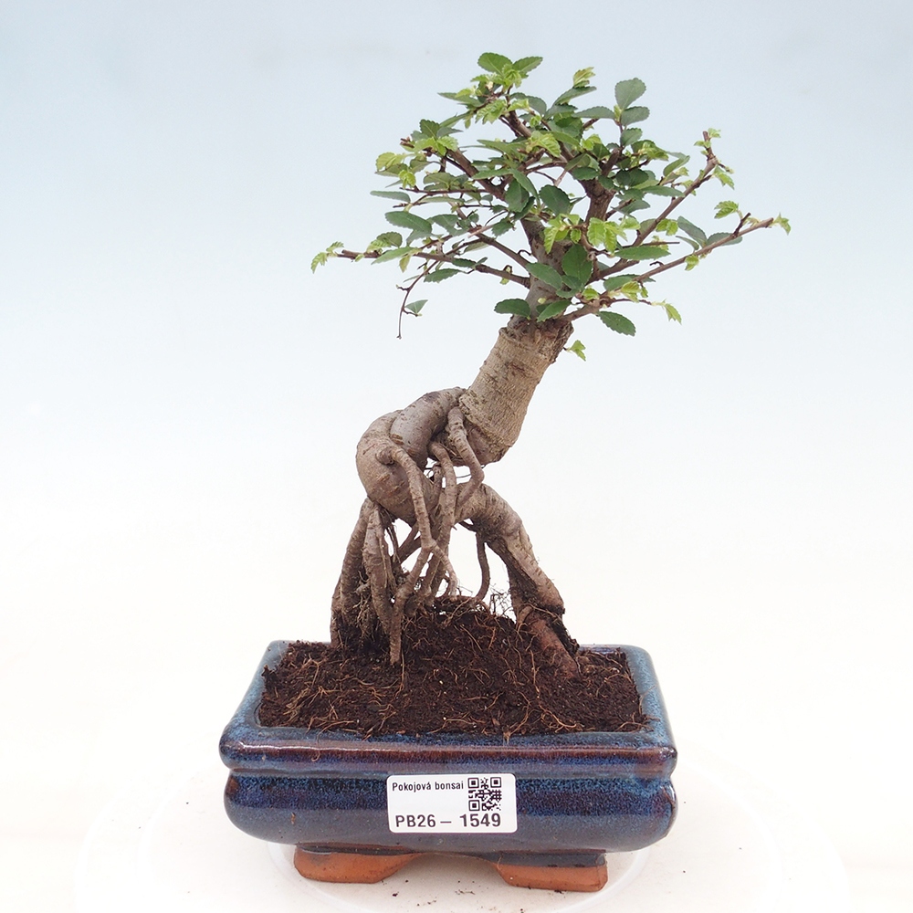 Bonsaï de chambre - Ulmus parvifolia - Orme à petites feuilles