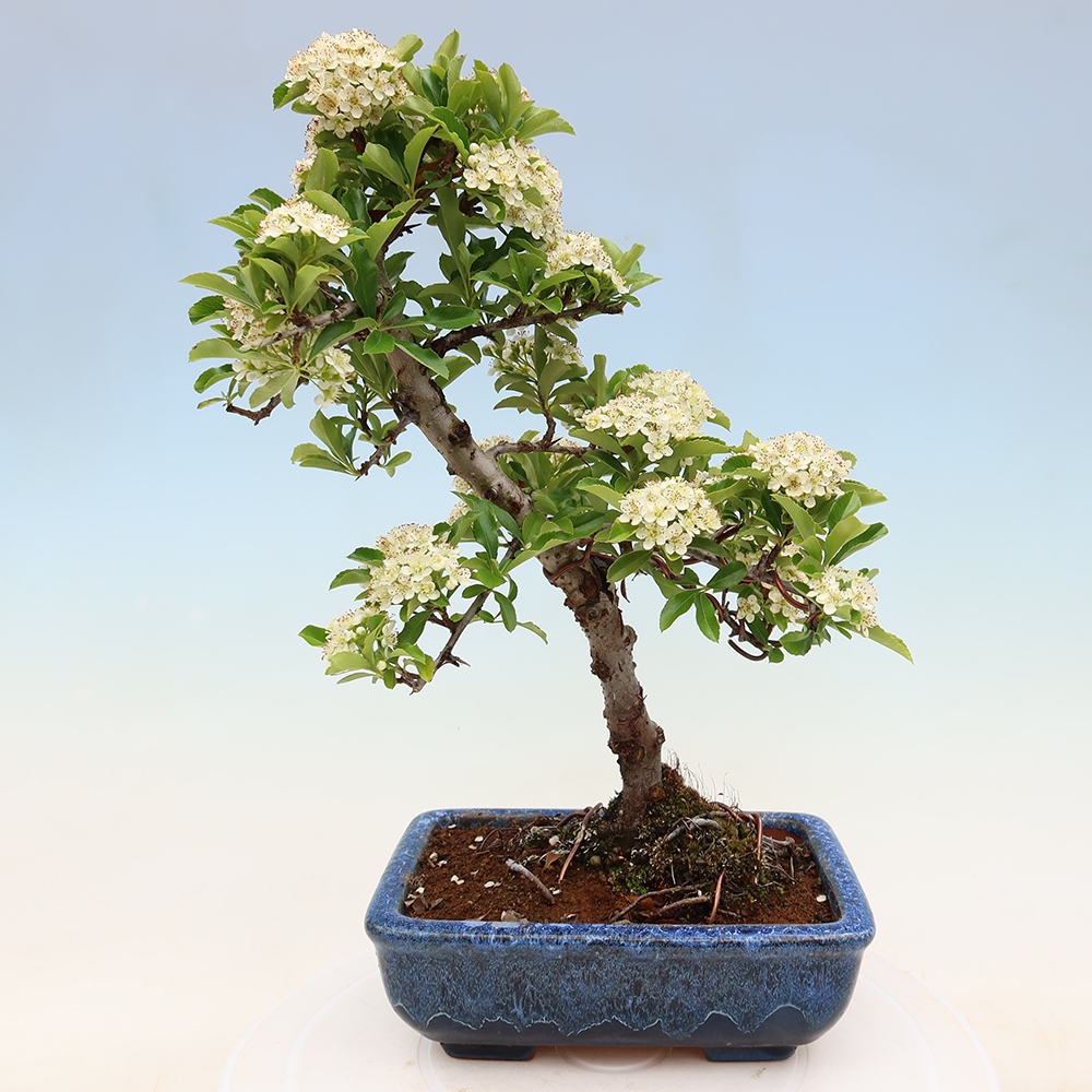 Bonsaï d'extérieur - Pyracantha teton - Pyracantha