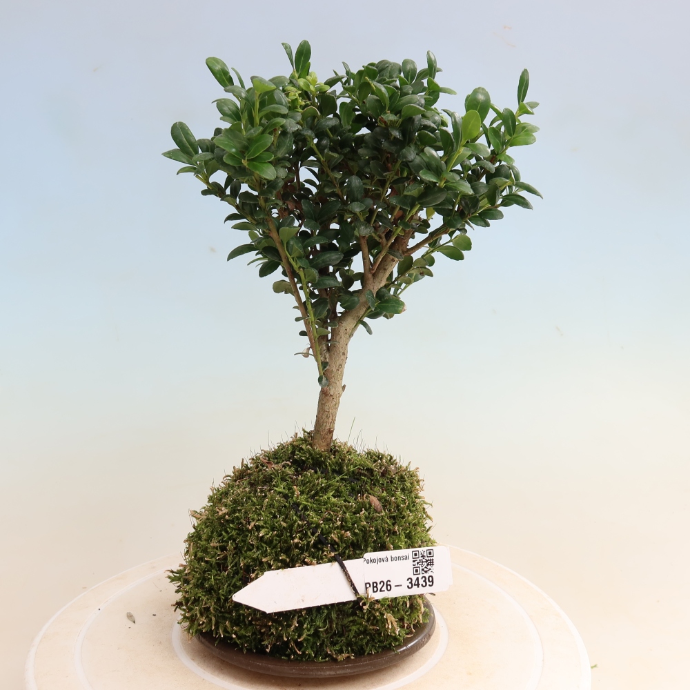 Kokedama avec soucoupe - Ilex crenata - Houx