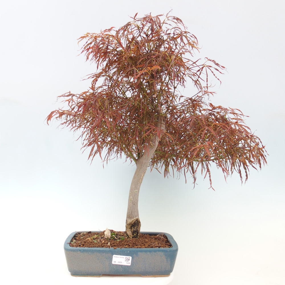 Bonsaï d'extérieur - Acer palmatum RED PYGMY