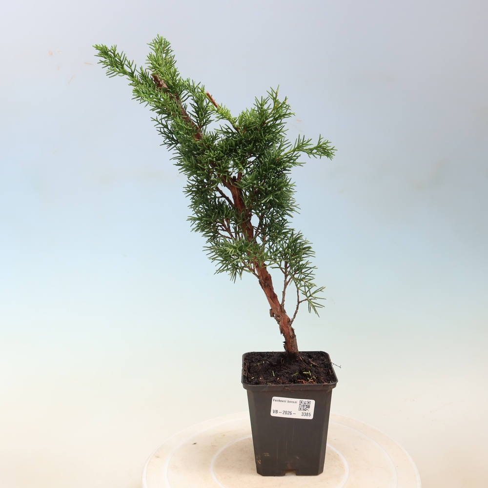 Bonsaï d'extérieur - Juniperus chinensis Kishu