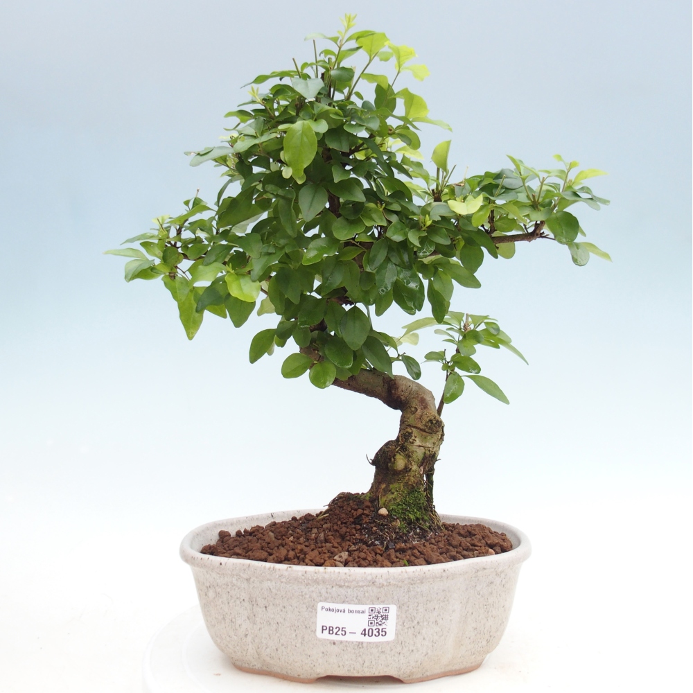 Bonsaï de chambre -Ligustrum chinensis - Bec d'oiseau