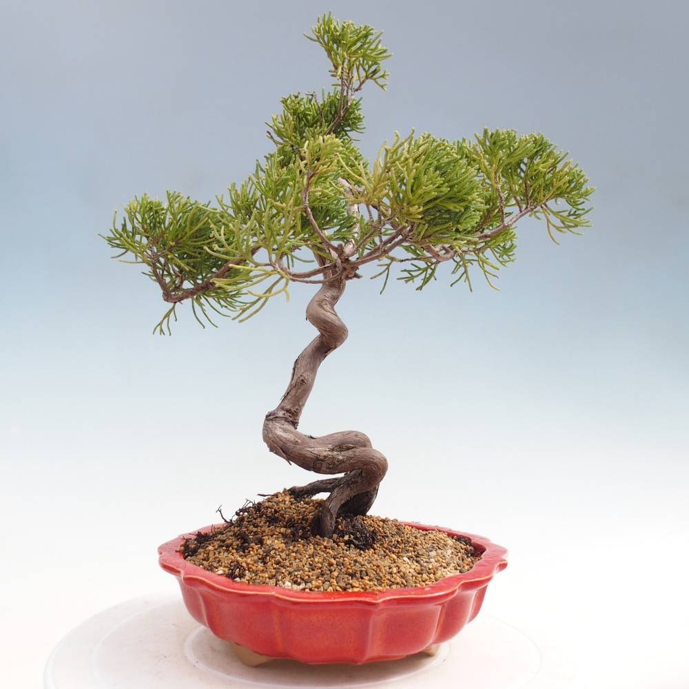 Bonsaï d'extérieur - Juniperus chinensis Kishu