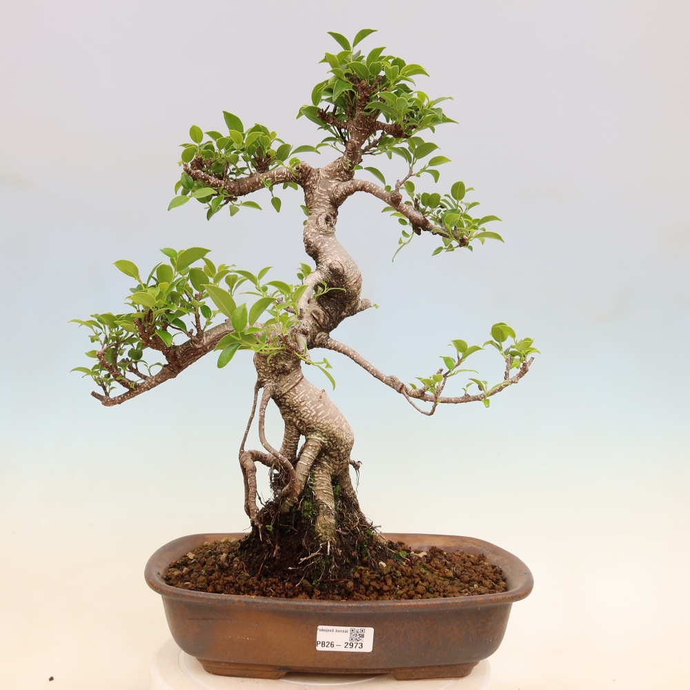 Salle bonsaï - Ficus kimmen - ficus à petites feuilles