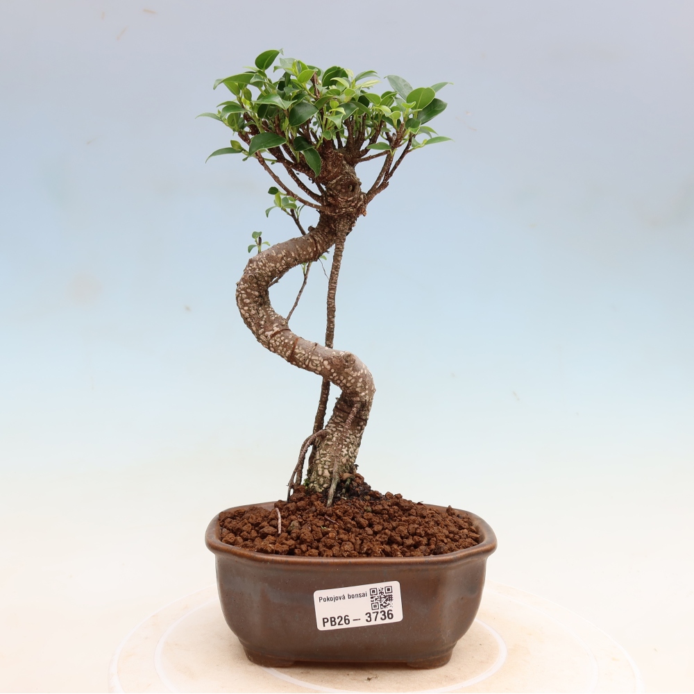 Salle bonsaï - Ficus kimmen - ficus à petites feuilles