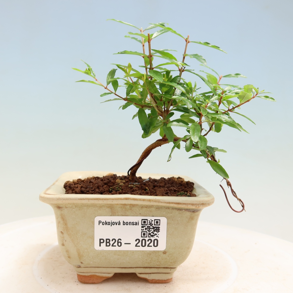 Bonsaï de chambre-PUNICA granatum nana-Pomme grenat