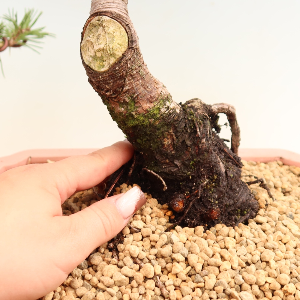 Bonsaï d'extérieur - Pinus mugo Humpy  - Pin nain