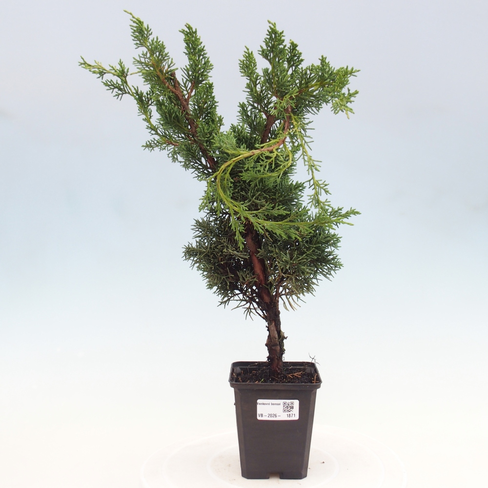 Bonsaï d'extérieur - Juniperus chinensis Kishu