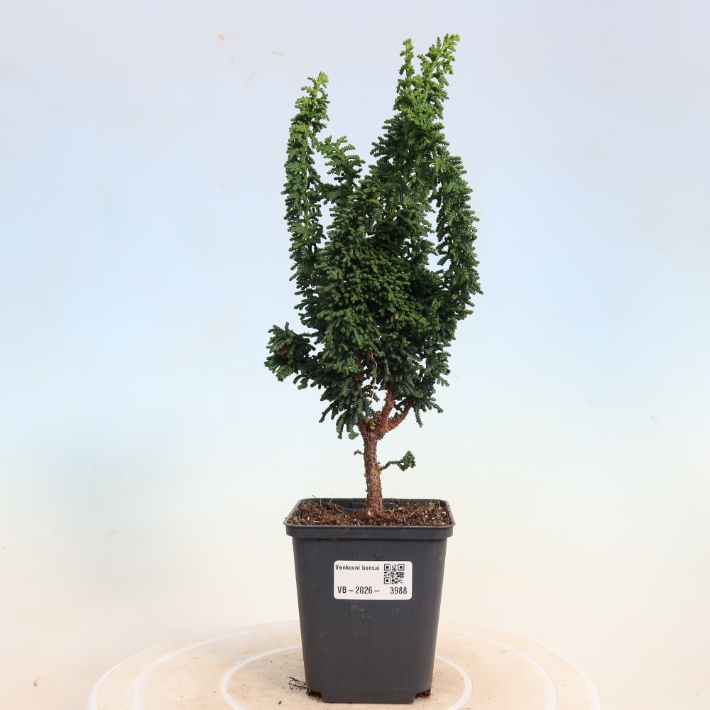 Bonsaï d'extérieur - Cham. obtusa SEKKA HINOKI - Cyprès