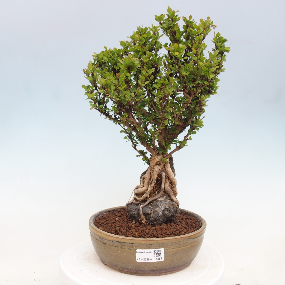 Bonsaï d'extérieur - Berberis coreana