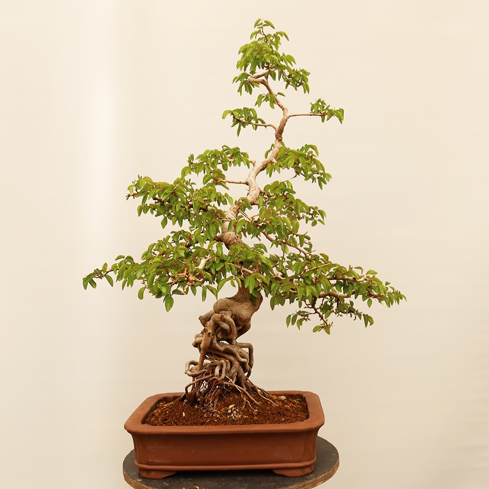 Bonsaï d'extérieur -Carpinus Coreana - Charme de Corée