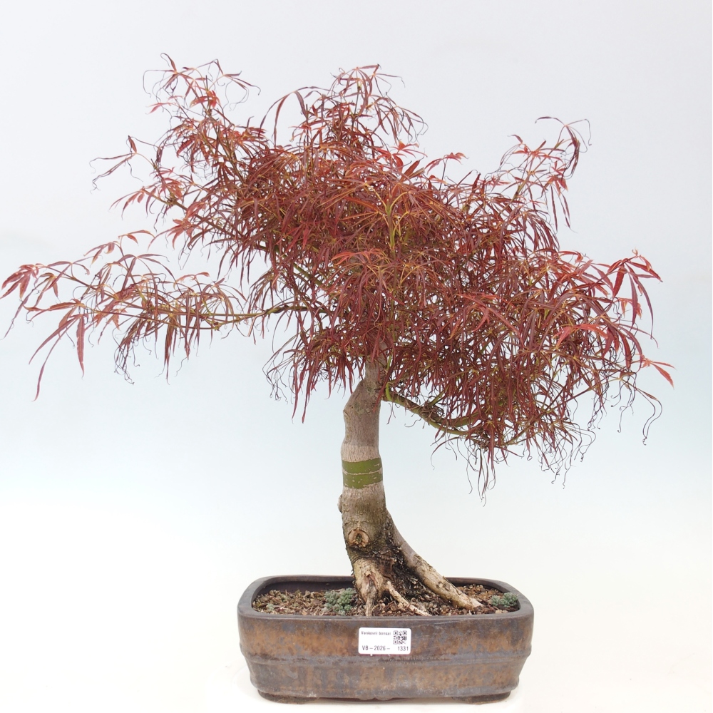 Bonsaï d'extérieur - Acer palmatum RED PYGMY