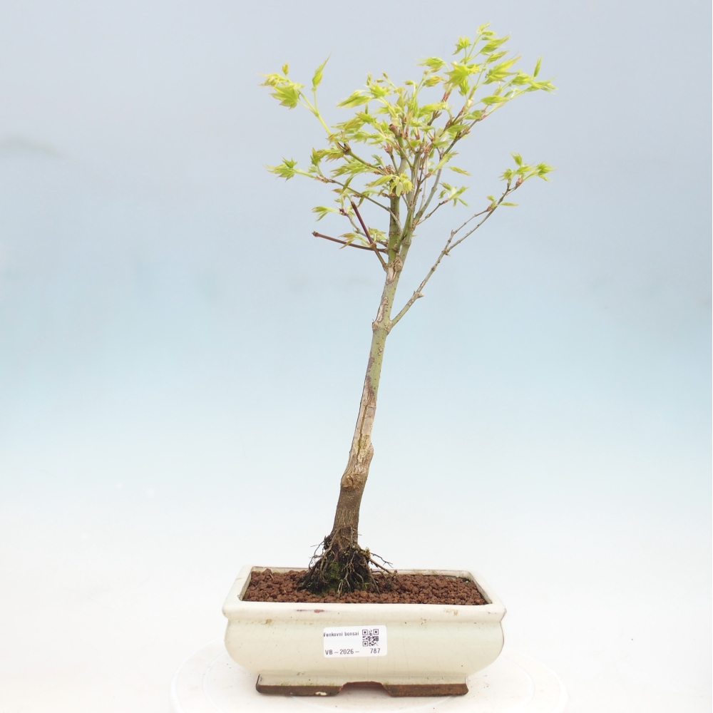 Acer palmatum Aureum - Érable doré