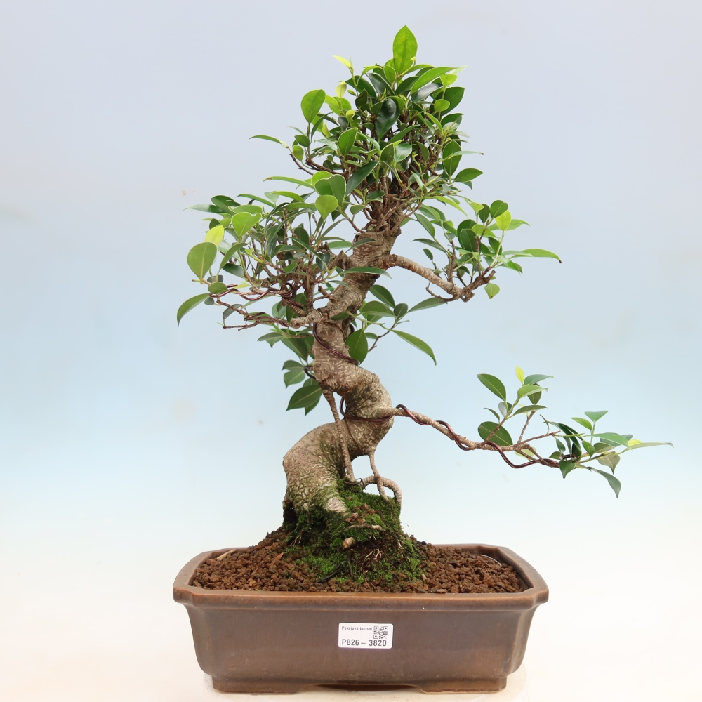 Salle bonsaï - Ficus kimmen - ficus à petites feuilles