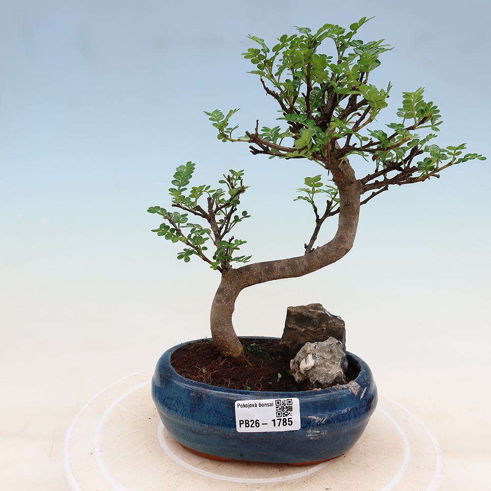 Salle bonsaï - Zantoxylum piperitum - arbre à poivre