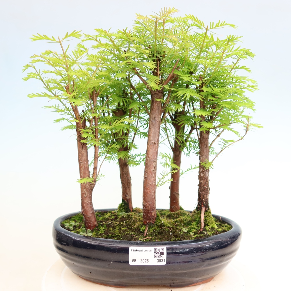 Bonsaï d'extérieur - Metasequoia glyptostroboides - Métaséquoia de Chine - petit bosquet