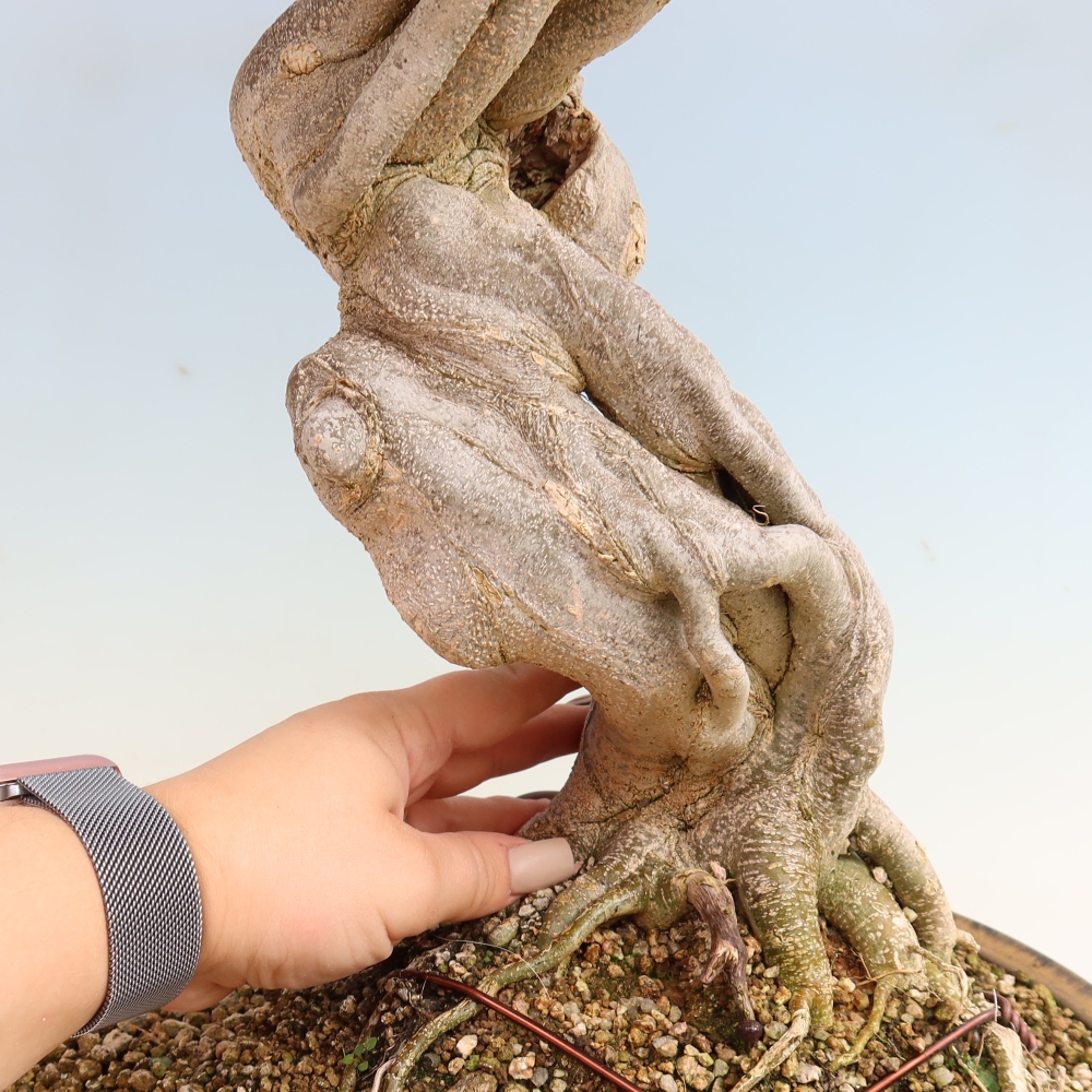 Bonsaï d'extérieur - Acer Buergerianum - Burger Maple